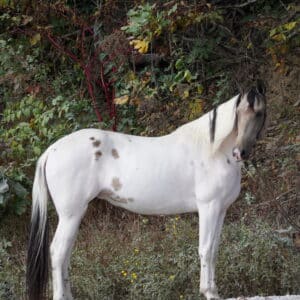 ALEN’S ROYAL ADELAIDE Double Registered Tennessee Spotted Sadddle Mare consigned sells 10/09