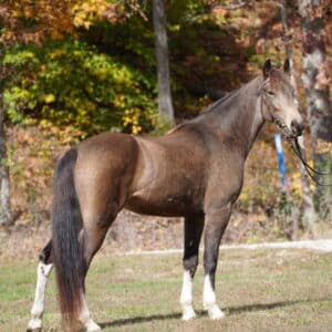 ALEN’S MISS CINDERELLA Registered Tennessee mare 14.2 EWH GUARANTEE