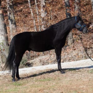 TEMPORARY BUY IT NOW 10k Sheba’s Pride Double Registered Rocky/Kentucky Mountain Gelding CONSIGNED sells 5/20 9pm EST