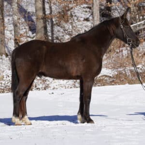 Bono 13yo 15.2 Gaited gelding SAFE EXPERIENCED CONSIGNED sells 01/22 6:00 pm EST