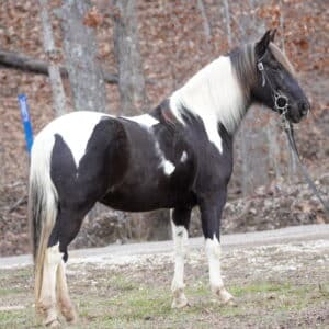 SOLD AFTER END TIME‼️ (I keep the foal) Lady May Rocky Mountain Singlefooter Cross Mare 15 hands EWH GUARANTEE Sells 02/5 9:30pm EST