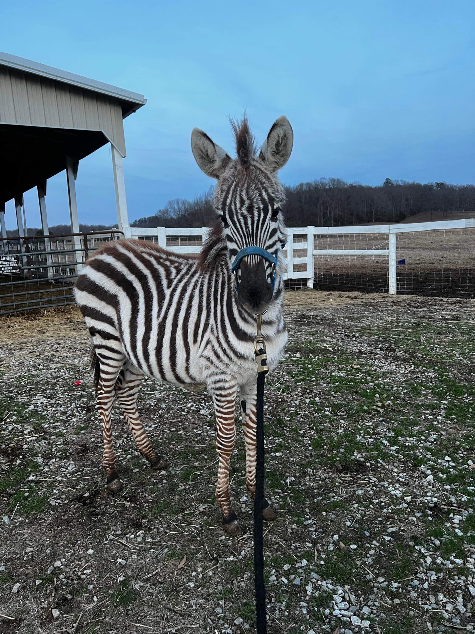 Zoey Zebra Filly 6 months old consigned ENDs 01/22 5pm EST - EWH