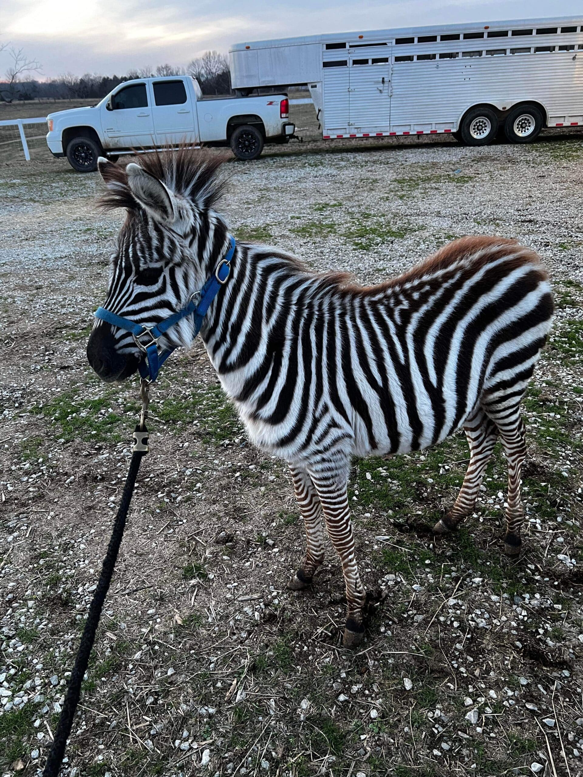 Zoey Zebra Filly 6 months old consigned ENDs 01/22 5pm EST - EWH Trail  Horses