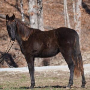 2 yo Rocky Mountain Tennessee filly 14.2 now should mature over 15 hands EWH GUARANTEE