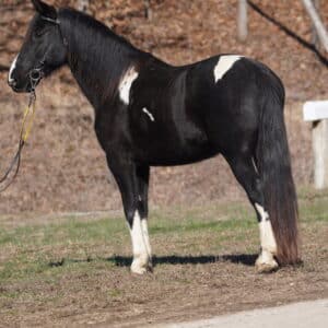 Gracie Spotted Saddle Horse mare 10yo beginner safe sells 2/26 6 pm EST