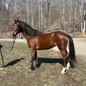 Nova 5yo saddle mare 15 hands ALL THE BUTTONS! Consigned  Sells 3/04 6pm EST