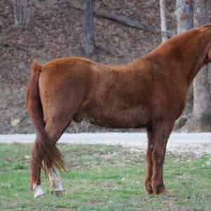 ‼️No reserve ‼️ Big Red 15.3 TWH Gelding HEAVY DUTY AND KID BROKE sells 03/25 7:15pm est