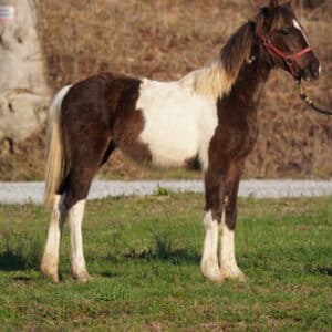 SOLD BIN OPTION Temporary BIN 2800 ‼️NO RESERVE‼️ Lilly yearling filly Tennessee Rocky Mountain cross sells 03/18 5:45pm EST
