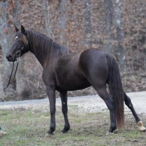 Chasers Ellie Mae IN FOAL Registered KMSHA Mare