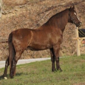 Bear 🐻 Rocky Mountain gelding 15.2 hands 12yo Beginner Safe Consigned with EWH GUARANTEE sells 03/18 5:15pm EST