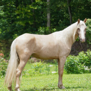Smiths Shiney Dollar 14.2hh 4 year old rocky mountain Philly sells 10/30