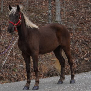 Registered Rocky Mountain Mare EWH GUARANTEE Sells 4/7/25 9:15pm EST
