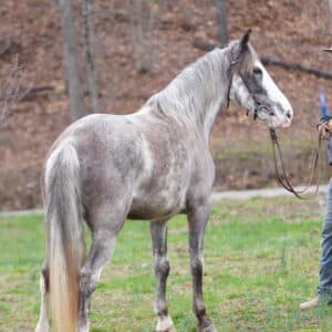 ‼️SOLD‼️ TEMPORARY BIN 8k Tesla 5yo Tennessee Walker Mare 14.3HH BROKE BROKE BROKE SAFE! EWH GUARANTEE Sells 3/31/25 9pm EST