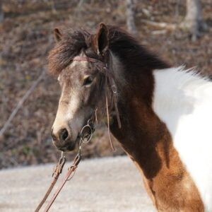 Sandstorm 3yo 13.2hh Icelandic/TWH mare (foldar sire) EWH GUARANTEE