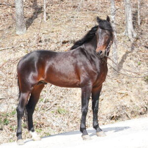 SOLD BIN 18k Buc Nasty Registered Standardbred Colt By Django and out of Miss Mocha consigned sells 4/7