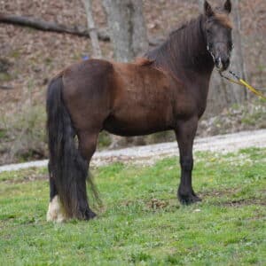 ‼️Beginner Safe‼️ Ernie Gaited Mountain pony! Consigned sells 4/15 6:00 pm EST
