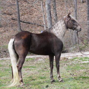 Rowe's One In A Million Registered Rocky Mountain Mare sells 4/14/25 9:15pm EST