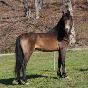Pleasurebooks Desperado Registered Rocky Mountain Stallion Sells 4/14/25 9pm EST