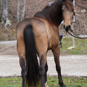 Trooper 7yo Kentucky Mountain Saddle Horse 15.2 BEGINNER SAFE!! Consigned seems 4/14 945pm EST