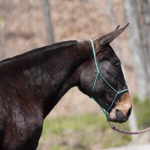 Gypsy 13yo Gaited Molly Mule 15.2hh EWH GUARANTEE Sells 4/21/25 9pm EST