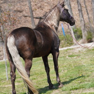DMH’s Majestic Jasmine Registered Rocky Mountain Mare consigned sells 4/21/25 9:30pm est