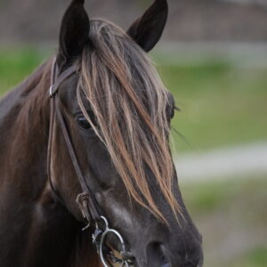 CM Sweet Southern Belle Registered Rocky Mountain mare 14.3hh 3yo consigned sells 4/21/25 10:15pm EST