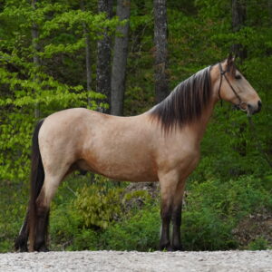 Ruebon Registered Tennessee Gelding sells 5/5/25