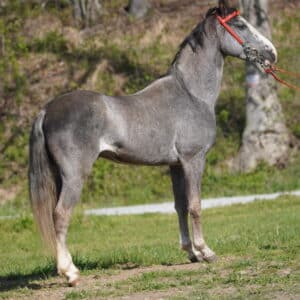 Master’s Marshall Registered Tennessee Gelding 14.1 hands 5yo consigned sells 4/29 9:30pm EST