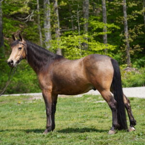 !! TRAIL VIDEO ADDED!! ELITE SALE Dusty Kentucky Mountain gelding SELLS 5/26 945pm EST CONSIGNED