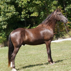 NO RESERVE!!! DGF Nitros Boy 16.1HH Double registered Rocky Mountain Gelding consigned sells 9/15 9:15pm EST