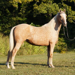 NO RESERVE! Ladybug Tennessee Walker Mare 16yo 15hh Consigned BROKE SAFE sells 9/15 9pm EST