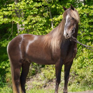 !TRAIL VIDEO ADDED!! Joe Dee registered Rocky Mountain Gelding 15hh 10yo
