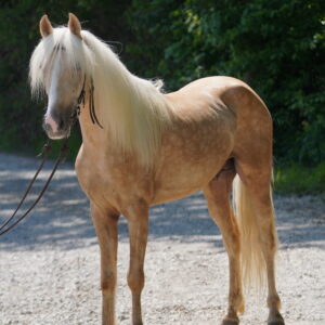 DIXIE GHOST RIDDER Registered KMSHA GELDING SAFE, CONFIDENCE BUILDER, BEGINNER FRIENDLY EWH GUARANTEE