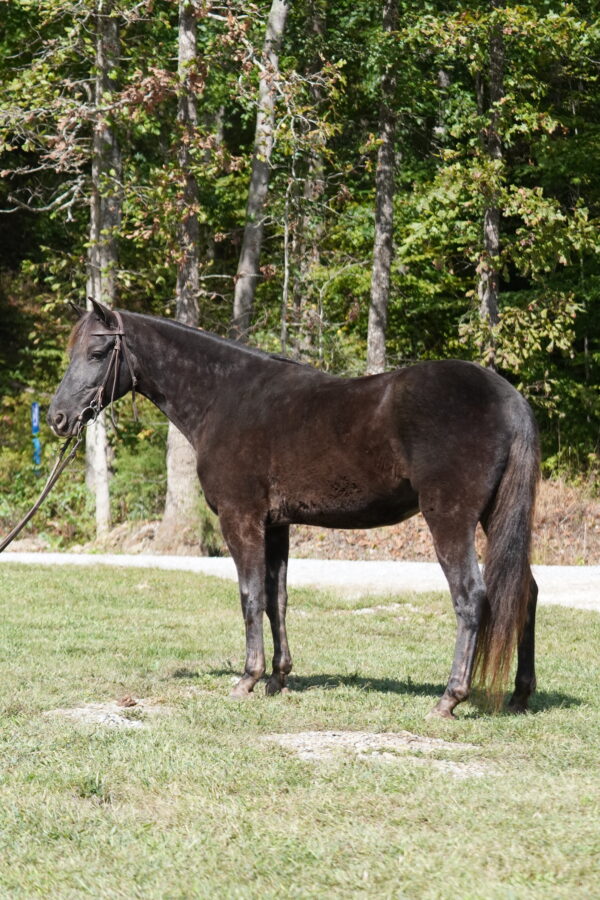 Hello Darlin Registered Rocky Mountain gelding consigned MOTIVATED SELLER! Sells 10/20 9pm EST - Image 3