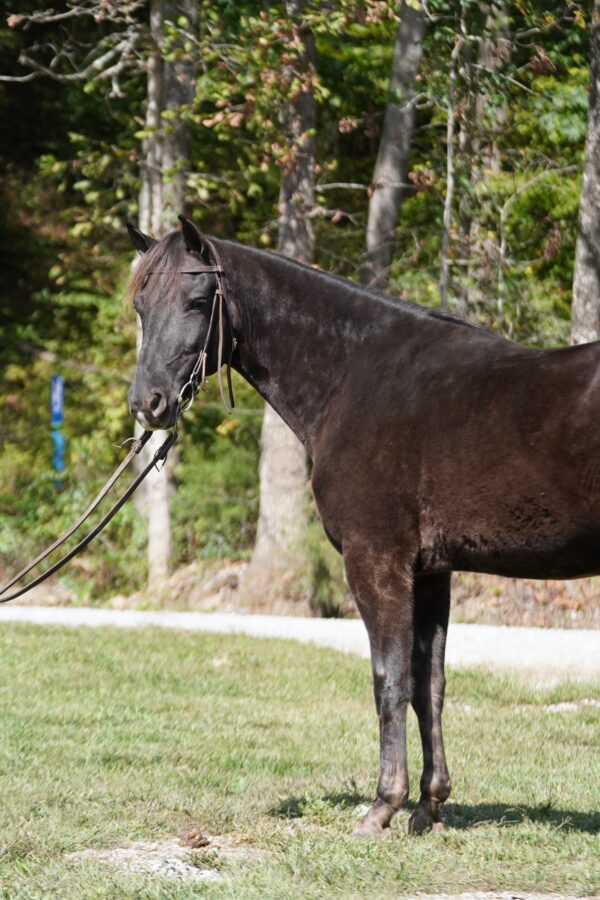 Hello Darlin Registered Rocky Mountain gelding consigned MOTIVATED SELLER! Sells 10/20 9pm EST - Image 4
