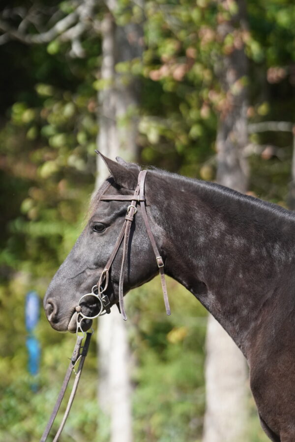 Hello Darlin Registered Rocky Mountain gelding consigned MOTIVATED SELLER! Sells 10/20 9pm EST - Image 2