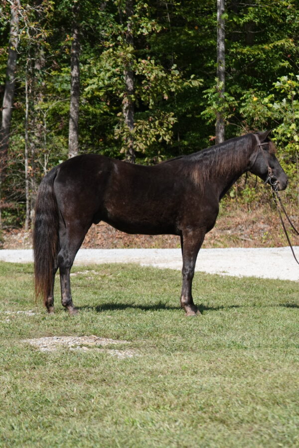 Hello Darlin Registered Rocky Mountain gelding consigned MOTIVATED SELLER! Sells 10/20 9pm EST