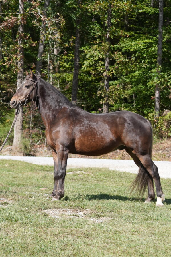 Fearless Touch 14.3 7yo gelding registered Rocky Mountain consignedsells 10/20 9:30pm EST - Image 8