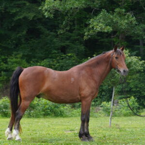 Rowdy Rawhides Firecracker 10 year old gelding 15hh EWH GUARANTEE