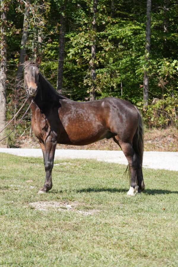 Fearless Touch 14.3 7yo gelding registered Rocky Mountain consignedsells 10/20 9:30pm EST - Image 7