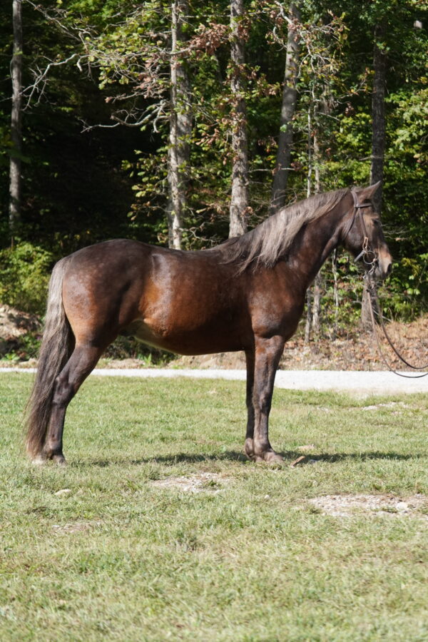 Fearless Touch 14.3 7yo gelding registered Rocky Mountain consignedsells 10/20 9:30pm EST - Image 6