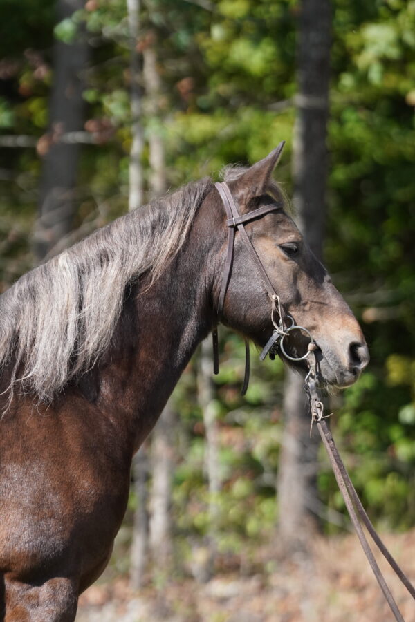Fearless Touch 14.3 7yo gelding registered Rocky Mountain consignedsells 10/20 9:30pm EST - Image 5