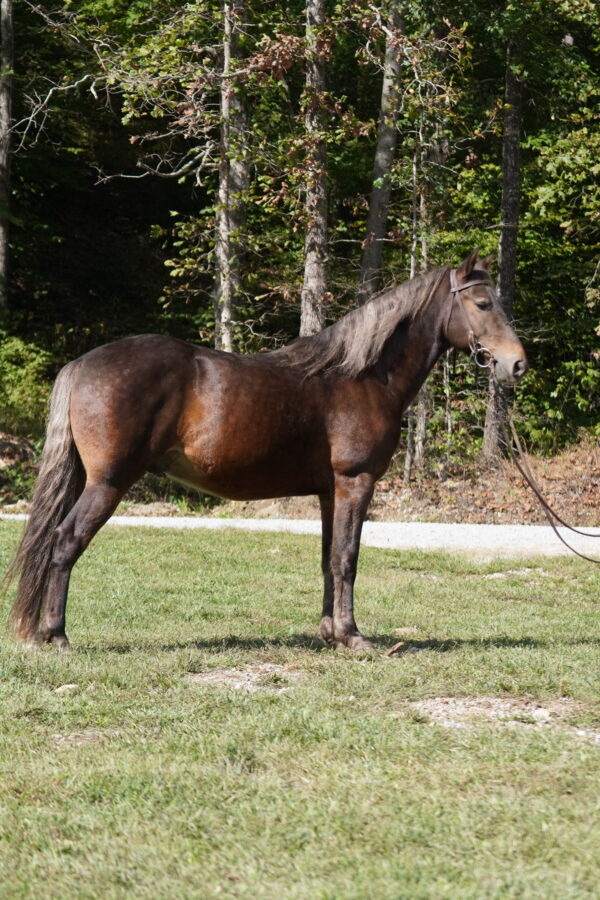 Fearless Touch 14.3 7yo gelding registered Rocky Mountain consignedsells 10/20 9:30pm EST