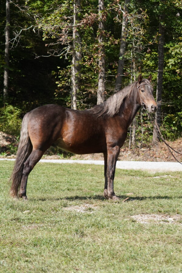 Fearless Touch 14.3 7yo gelding registered Rocky Mountain consignedsells 10/20 9:30pm EST - Image 4