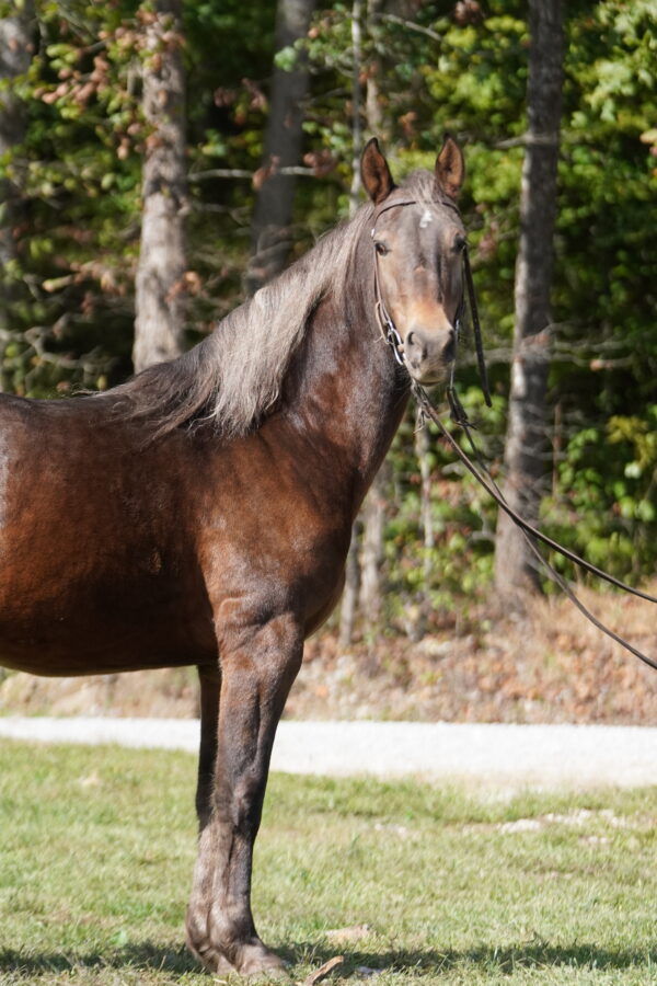 Fearless Touch 14.3 7yo gelding registered Rocky Mountain consignedsells 10/20 9:30pm EST - Image 3