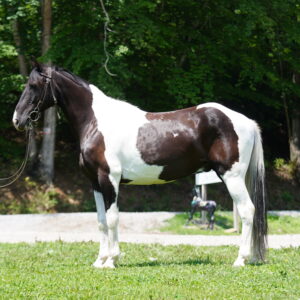 Bodhi consigned 8 year old 14'3 hh gelding
