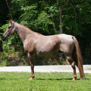 Red roan mare with blue roan foal and bred back