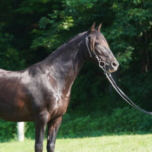 Ace 14.3 9 year old Kentucky saddle horse gelding sells 10/30 at 9,30 EST