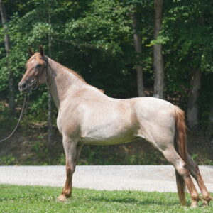 Ruby Red roan mare 14,3 hh 15yr sells 7/7/25 at 9PM EST