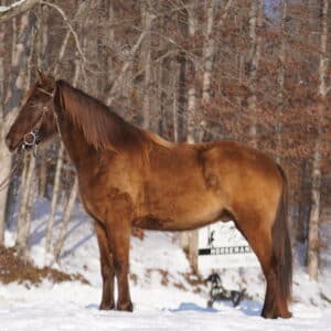 NEW VIDEO!! Chip 4yo 14.2 stout built Tennessee Walker Chocolate Dun Gelding EWH GUARANTEE